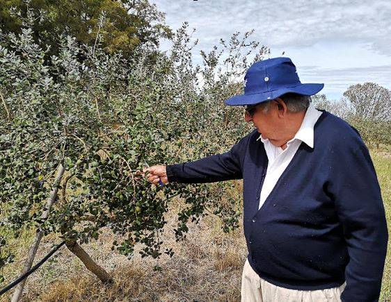 Guayabo 1|Guayabo 2|Guayabo 3